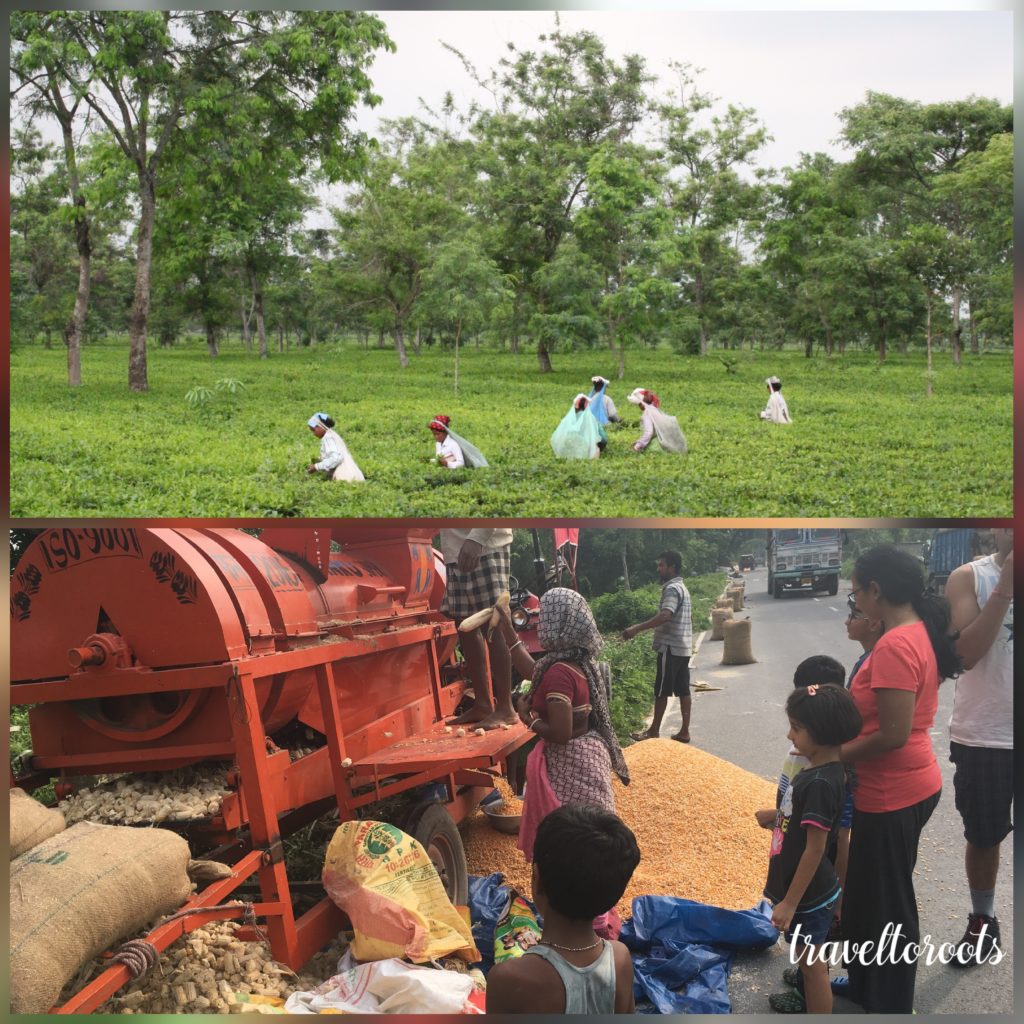 Tea Plantation and Corn Threshing on Highways