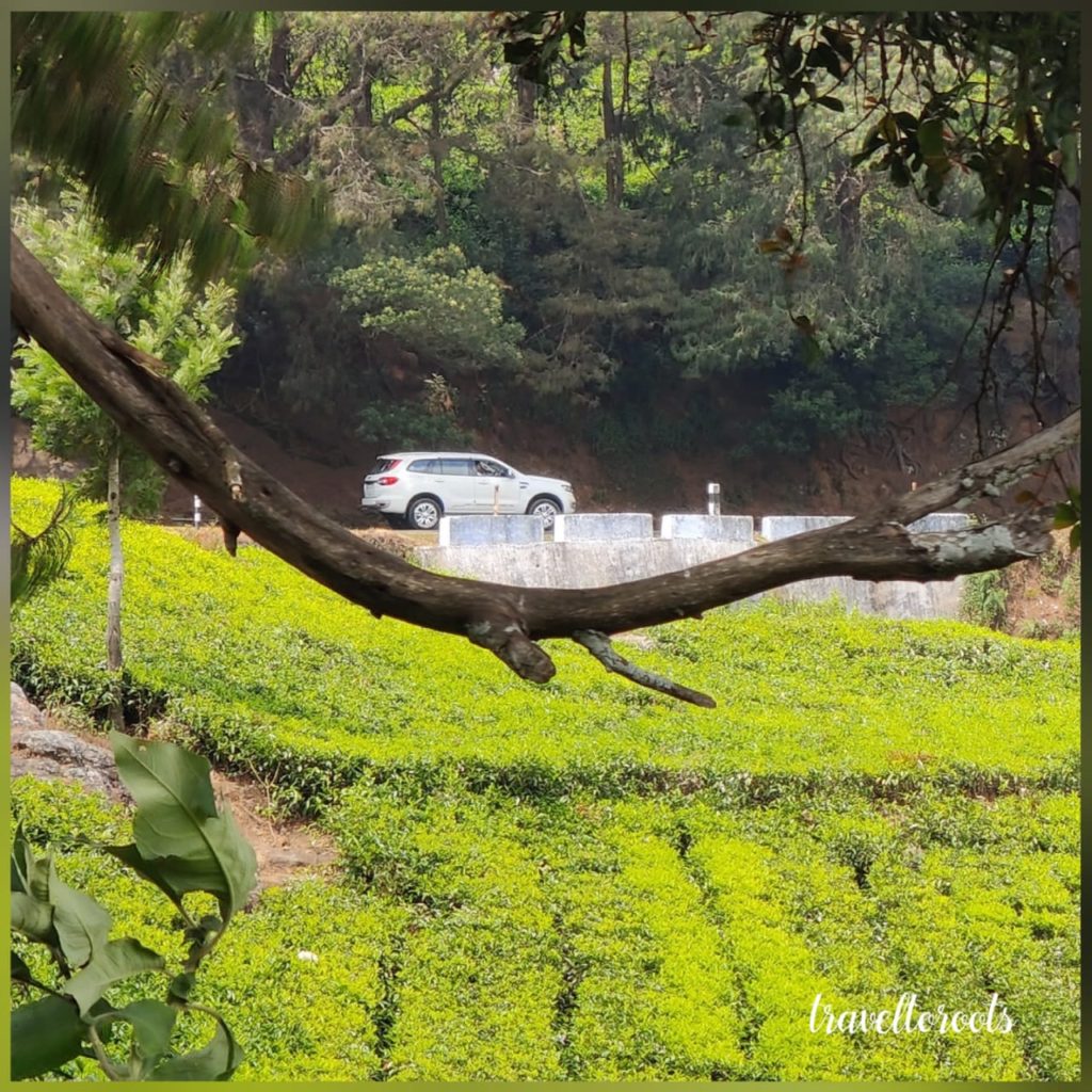 Tea Gardens, Coonoor